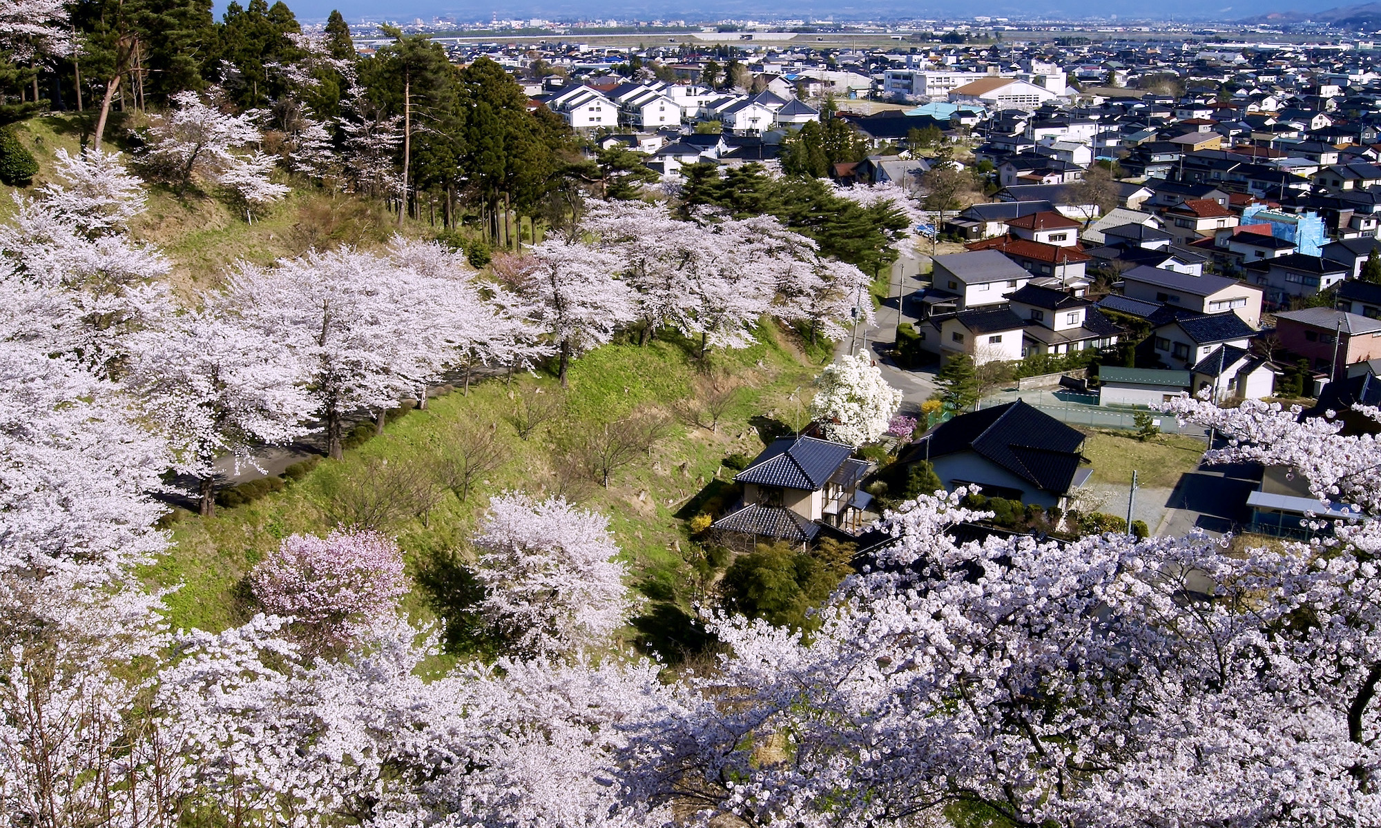 松ヶ崎納涼所から望む大山公園の桜
