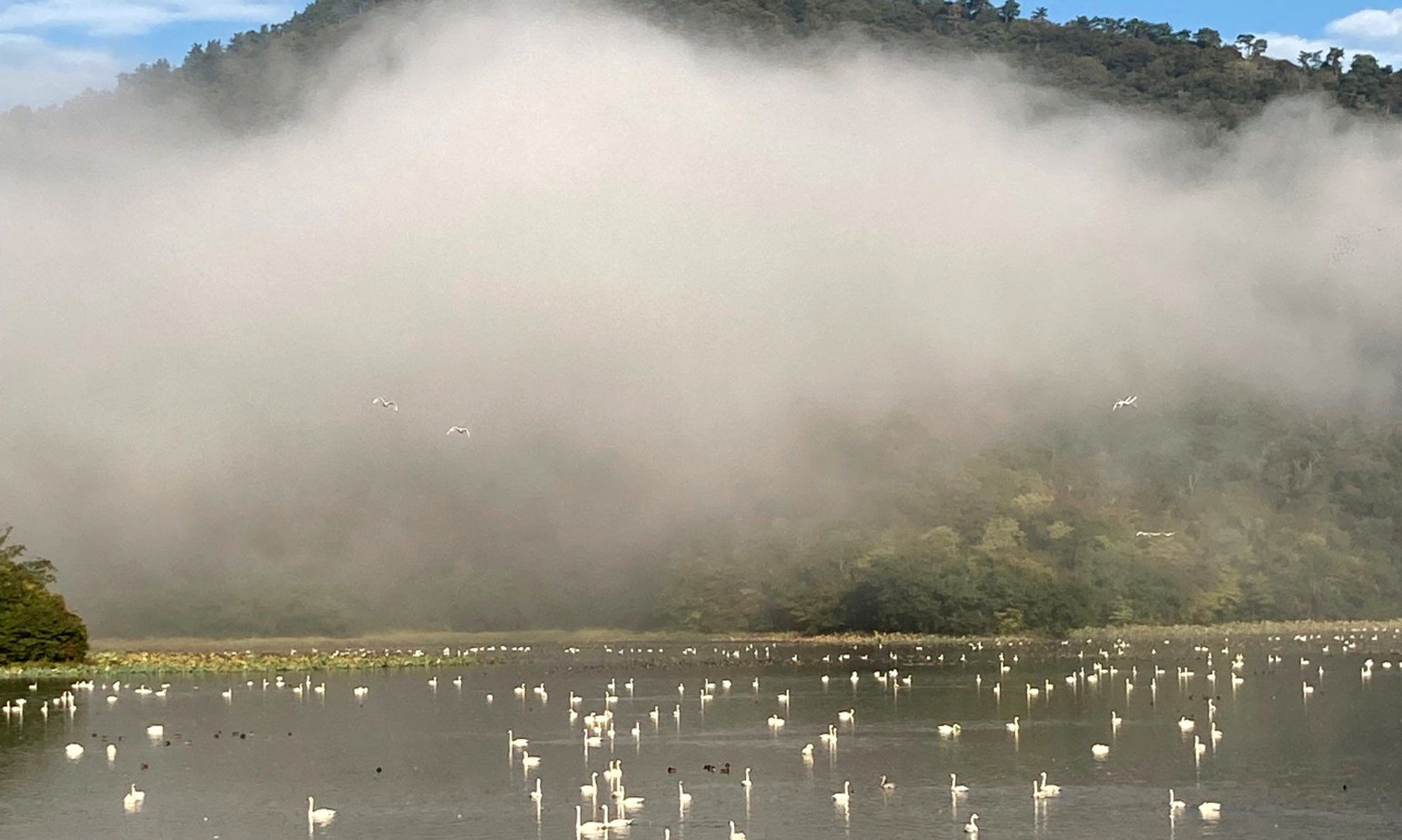 下池　朝の白鳥